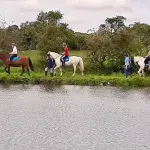 3 horses walking beside lake in County Antrim