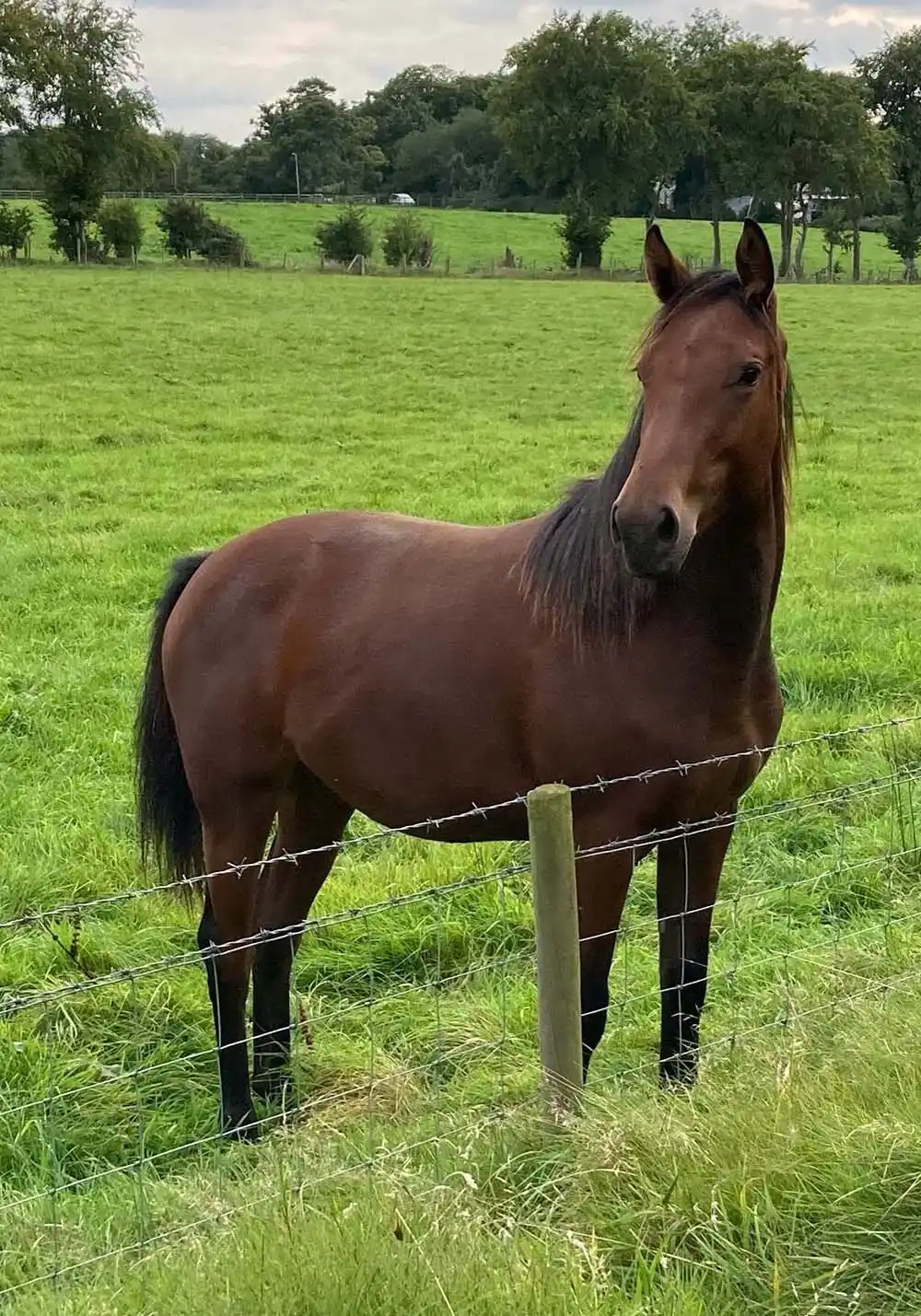 Brown horse standing behind a barbed wire fence in County Antrim