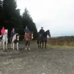 Group of horses standing at the top of a forest trail in County Antrim
