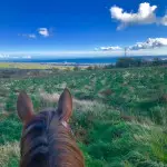 View from the back of a horse looking to the coast in County Antrim