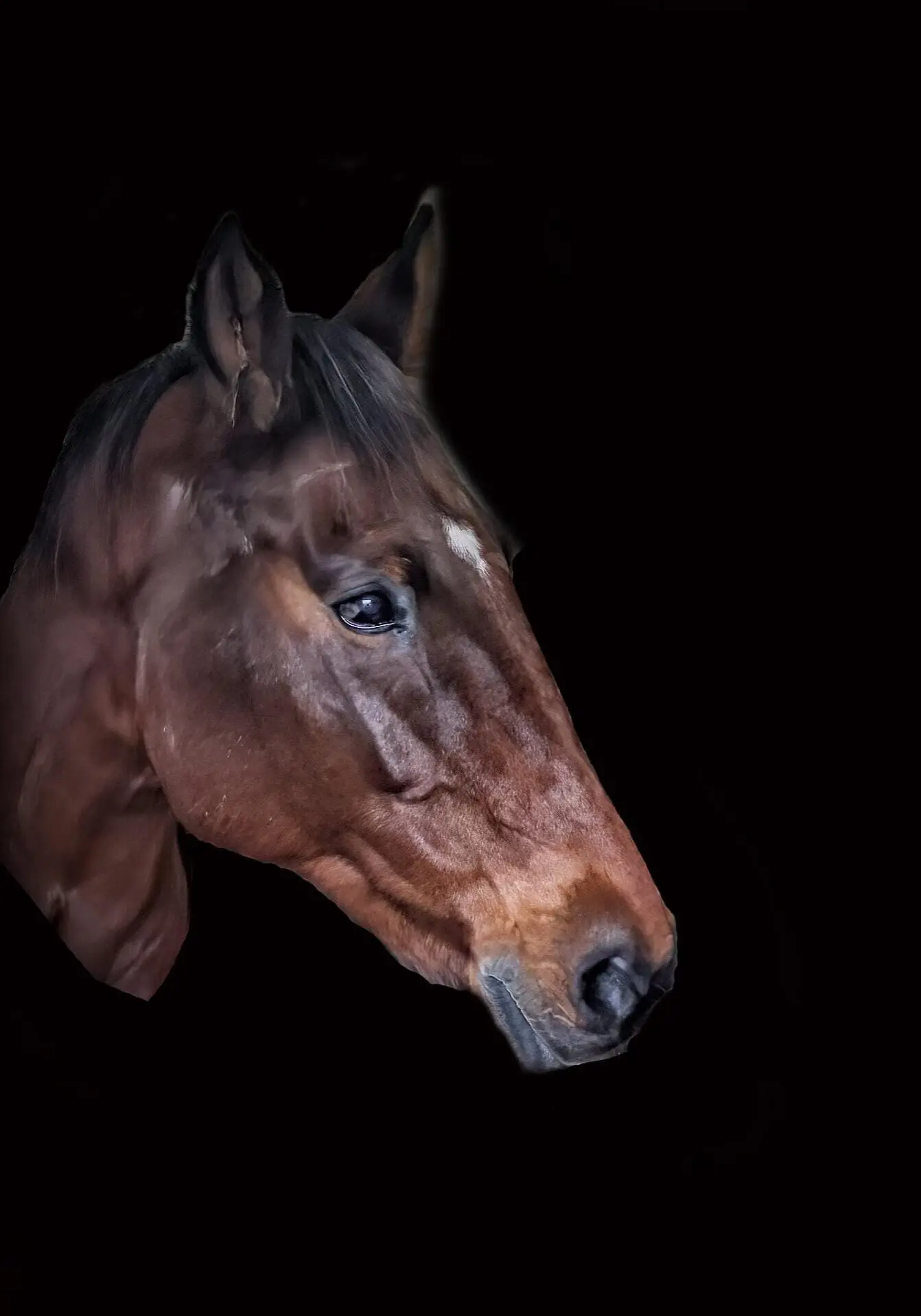 Horse head on a black background