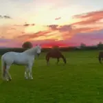 horses in field with sun set in the background in County Antrim
