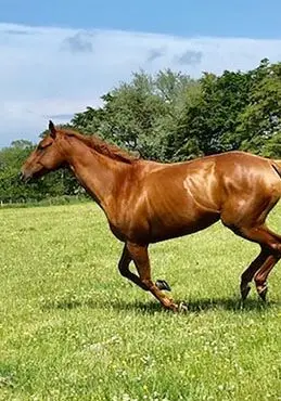 Light brown horse in motion of running in County Antrim
